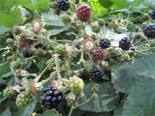 GPSwalking.nl: foto bij GPS wandeling / wandeling / wandeltocht / track / lezing / workshop/ GPS