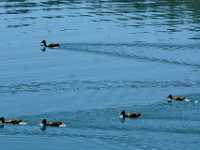 DSC04793 Meer GPS wandelingen kunt u vinden op  www.gpswalking.nl