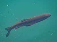 DSC04794 Meer GPS wandelingen kunt u vinden op  www.gpswalking.nl