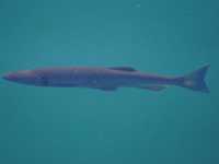 DSC04795 Meer GPS wandelingen kunt u vinden op  www.gpswalking.nl